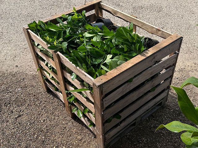 Laurel Hedging in Shipping Crate