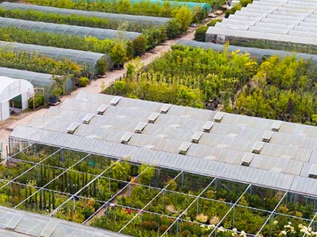Hedge Nursery Dedham Essex